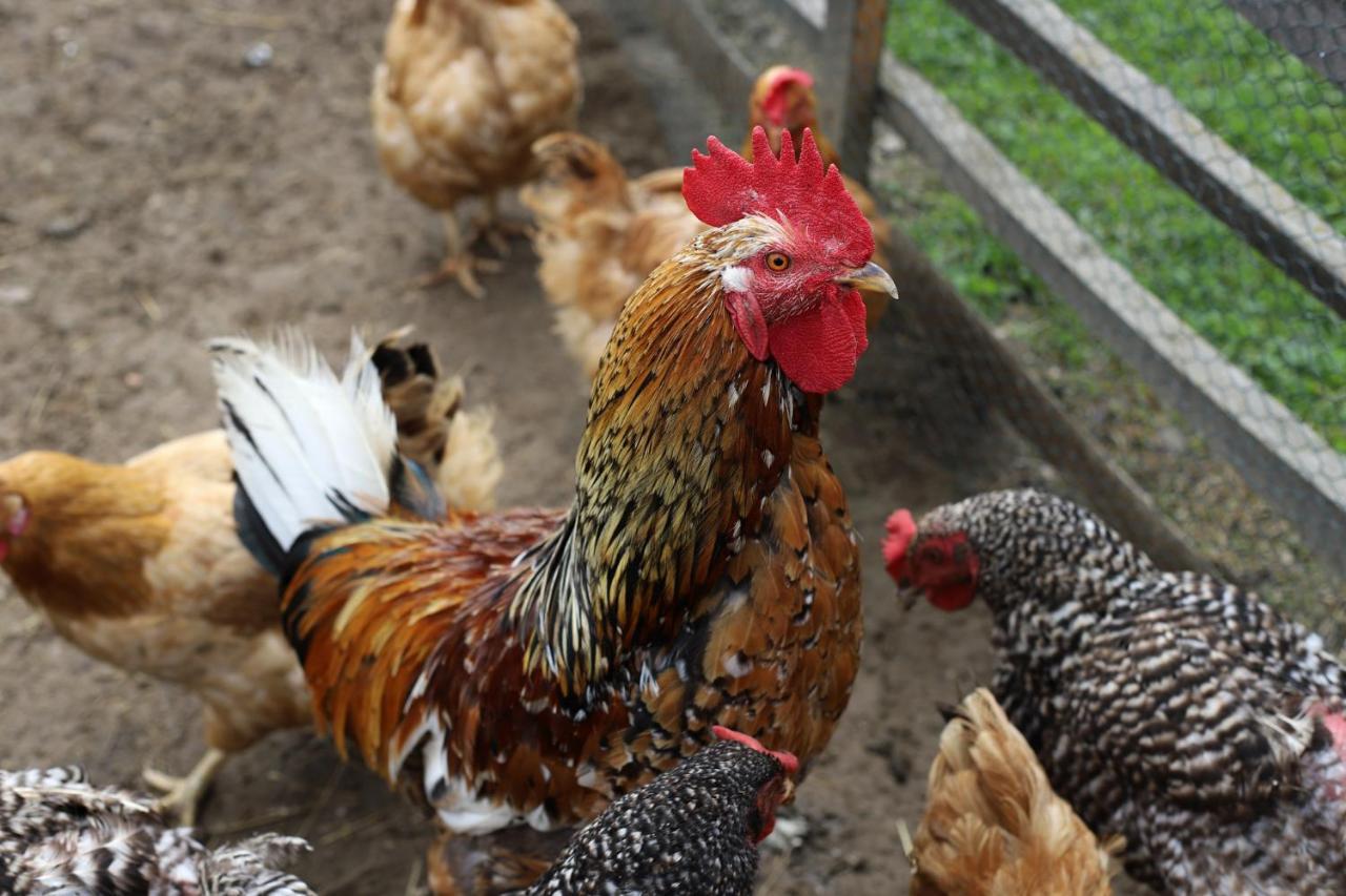 Penzion Javorina Čičmany Buitenkant foto