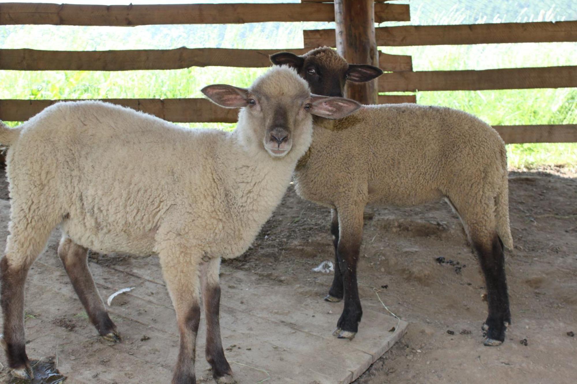 Penzion Javorina Čičmany Buitenkant foto