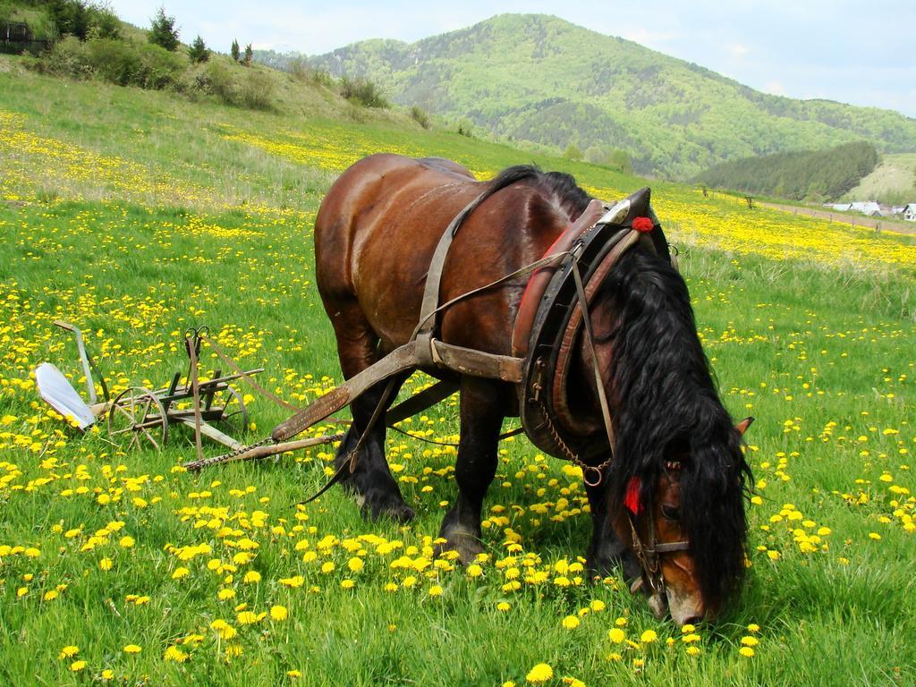 Penzion Javorina Čičmany Buitenkant foto